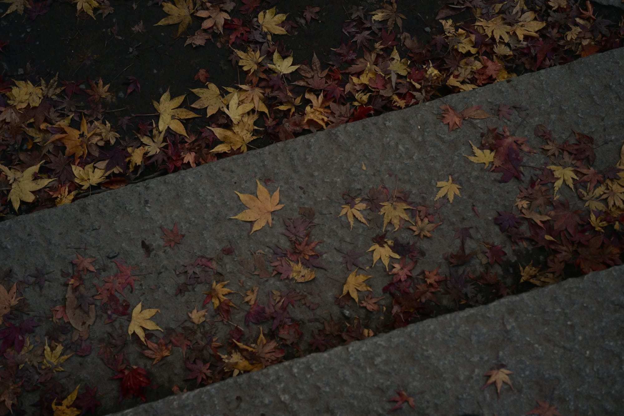 #084 - Nikon ZRとZfと巡る晩秋の記録。那須塩原の静かな景色と京都・ニンテンドーミュージアム