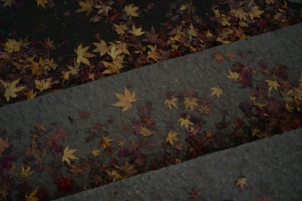 #084 - Nikon ZRとZfと巡る晩秋の記録。那須塩原の静かな景色と京都・ニンテンドーミュージアム